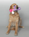 Scruffy Pet Toys - Bunny Vanderpump - Purple - K. P.